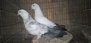 Naktana Male Jira Female Pigeon