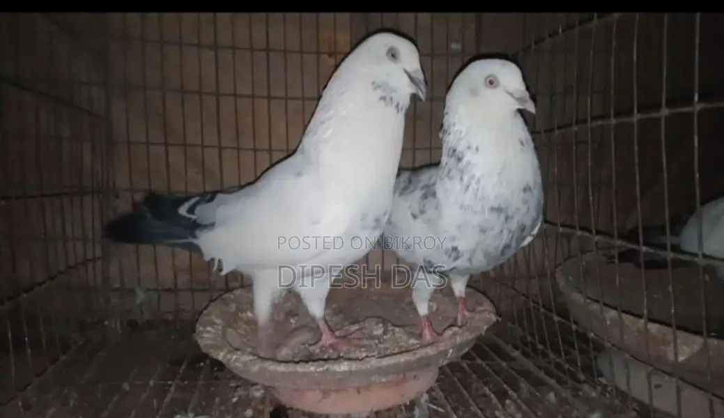 Naktana Male Jira Female Pigeon