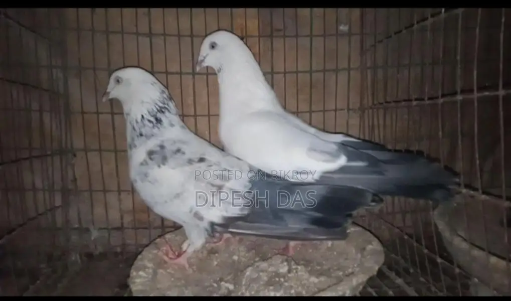Naktana Male Jira Female Pigeon