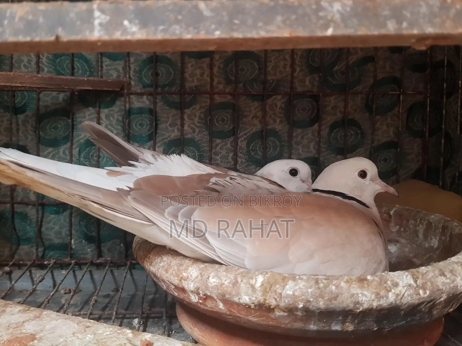 ১ জোড়া রানিং অস্ট্রেলিয়া ঘুঘু পাখি, ১ পিস নিউ এডাল্ট নর