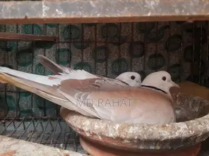 ১ জোড়া রানিং অস্ট্রেলিয়া ঘুঘু পাখি, ১ পিস নিউ এডাল্ট নর