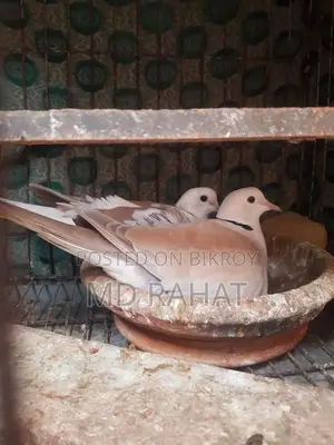 ১ জোড়া রানিং অস্ট্রেলিয়া ঘুঘু পাখি, ১ পিস নিউ এডাল্ট নর