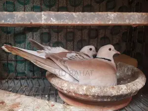 ১ জোড়া রানিং অস্ট্রেলিয়া ঘুঘু পাখি, ১ পিস নিউ এডাল্ট নর