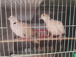 ১ জোড়া রানিং অস্ট্রেলিয়া ঘুঘু পাখি, ১ পিস নিউ এডাল্ট নর