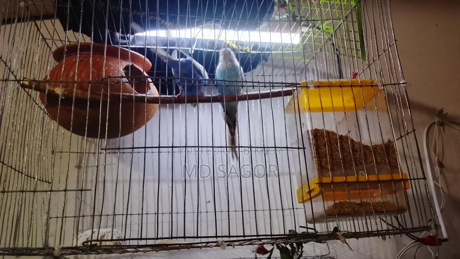 Birds for Sale