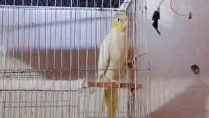 Birds for Sale