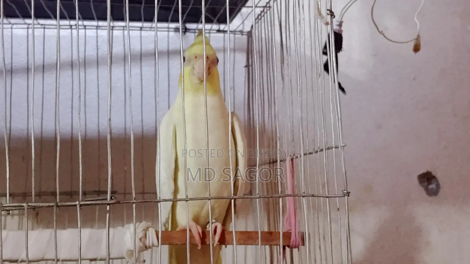 Birds for Sale