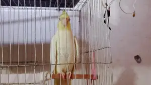 Birds for Sale
