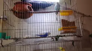 Birds for Sale