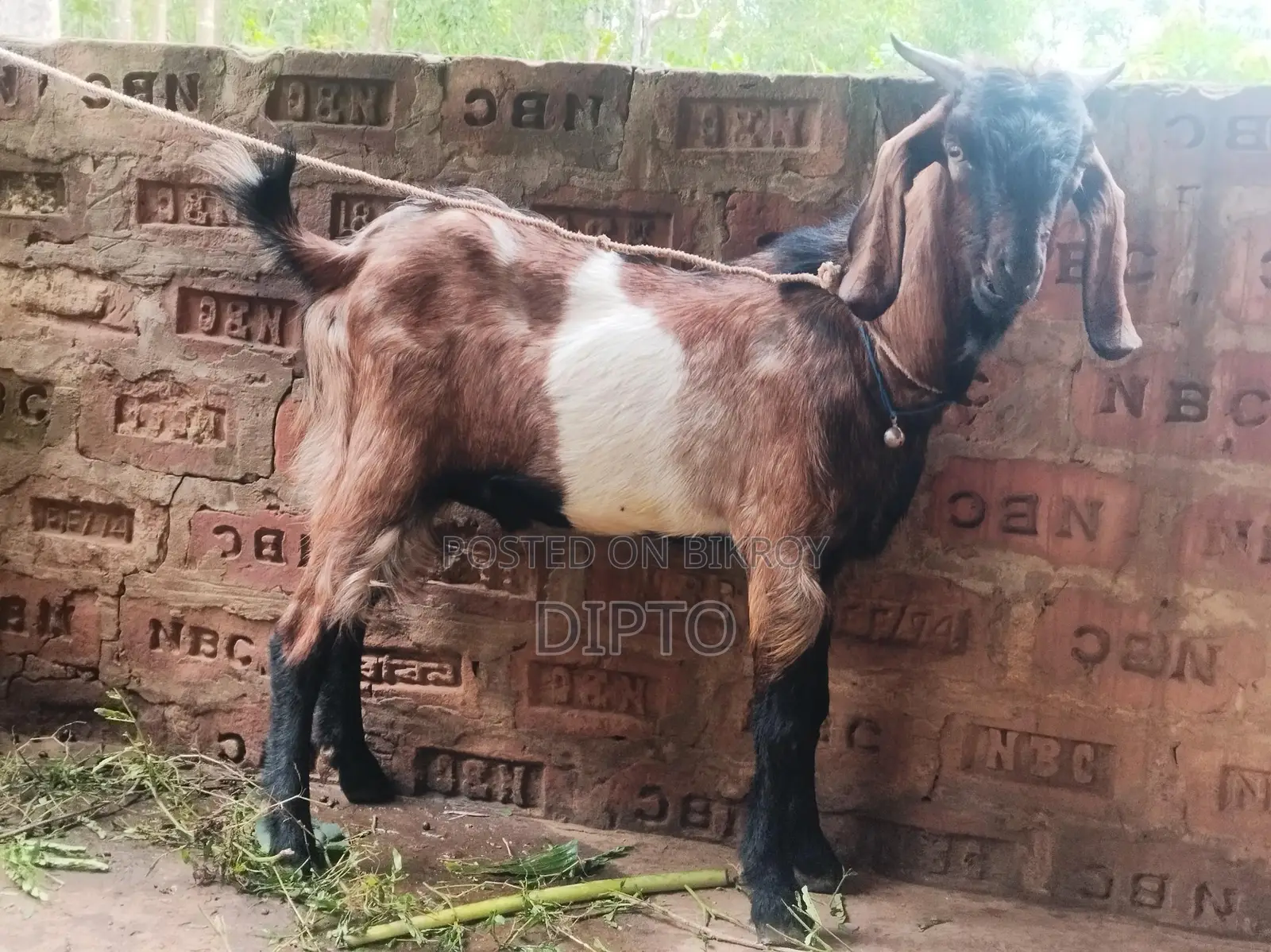 Haryana Cross Buck