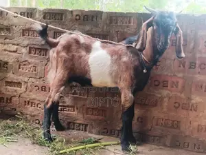 Haryana Cross Buck