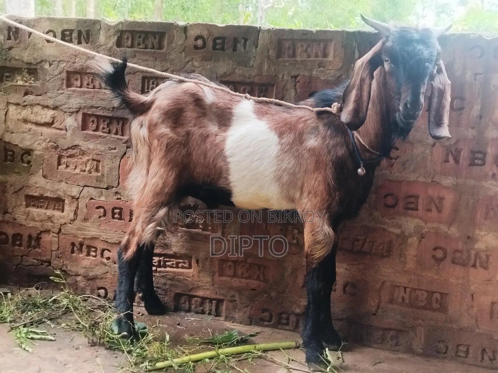 Haryana Cross Buck