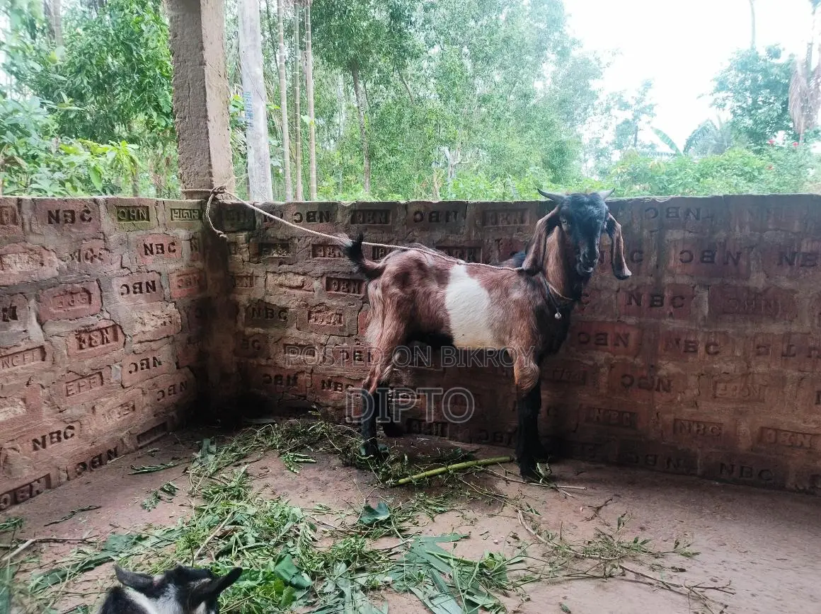 Haryana Cross Buck