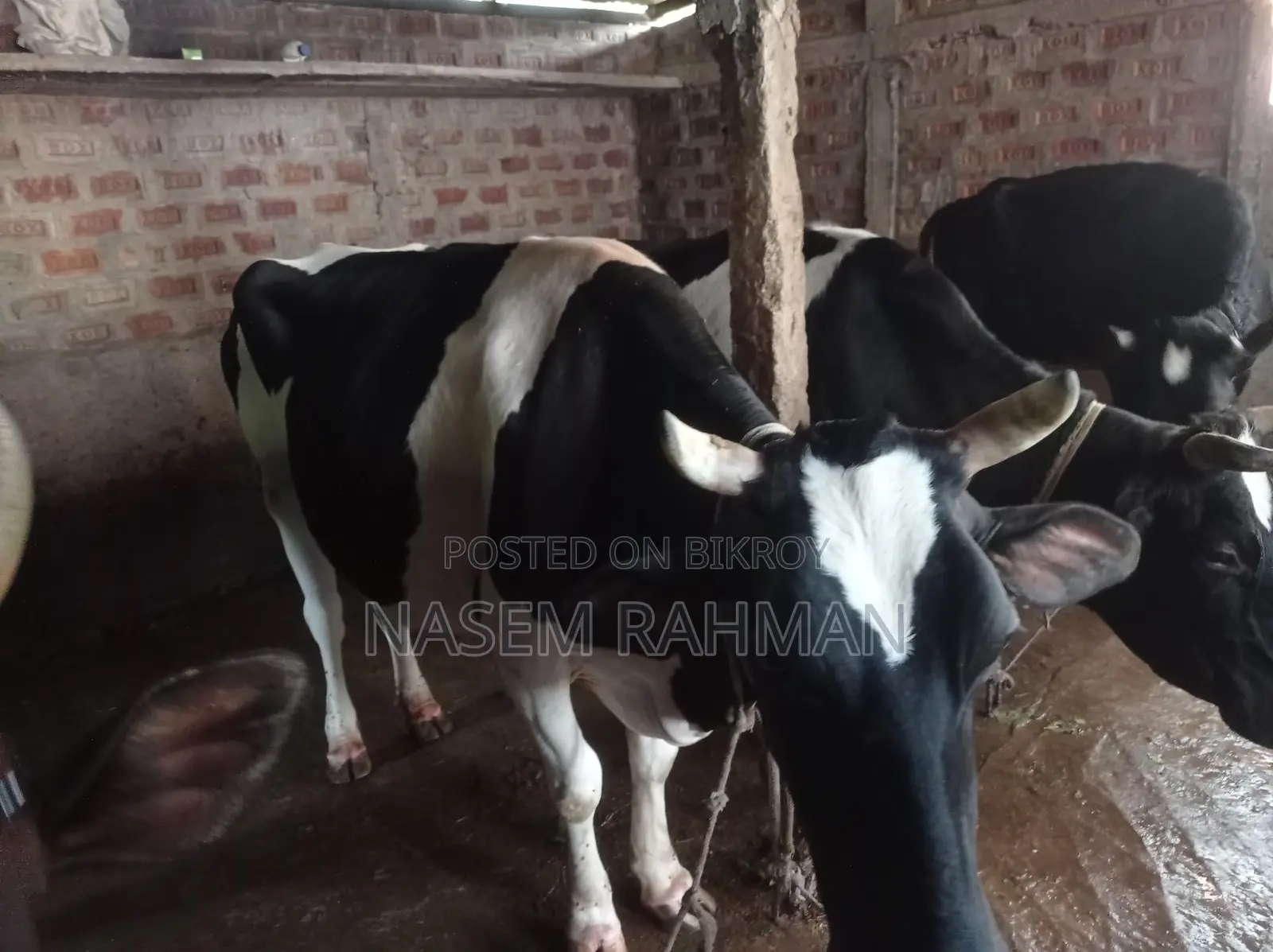 Cow for Sale - Produces 7kg Milk Daily
