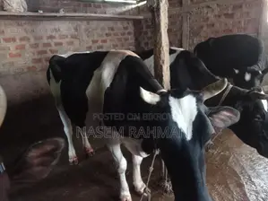 Cow for Sale - Produces 7kg Milk Daily
