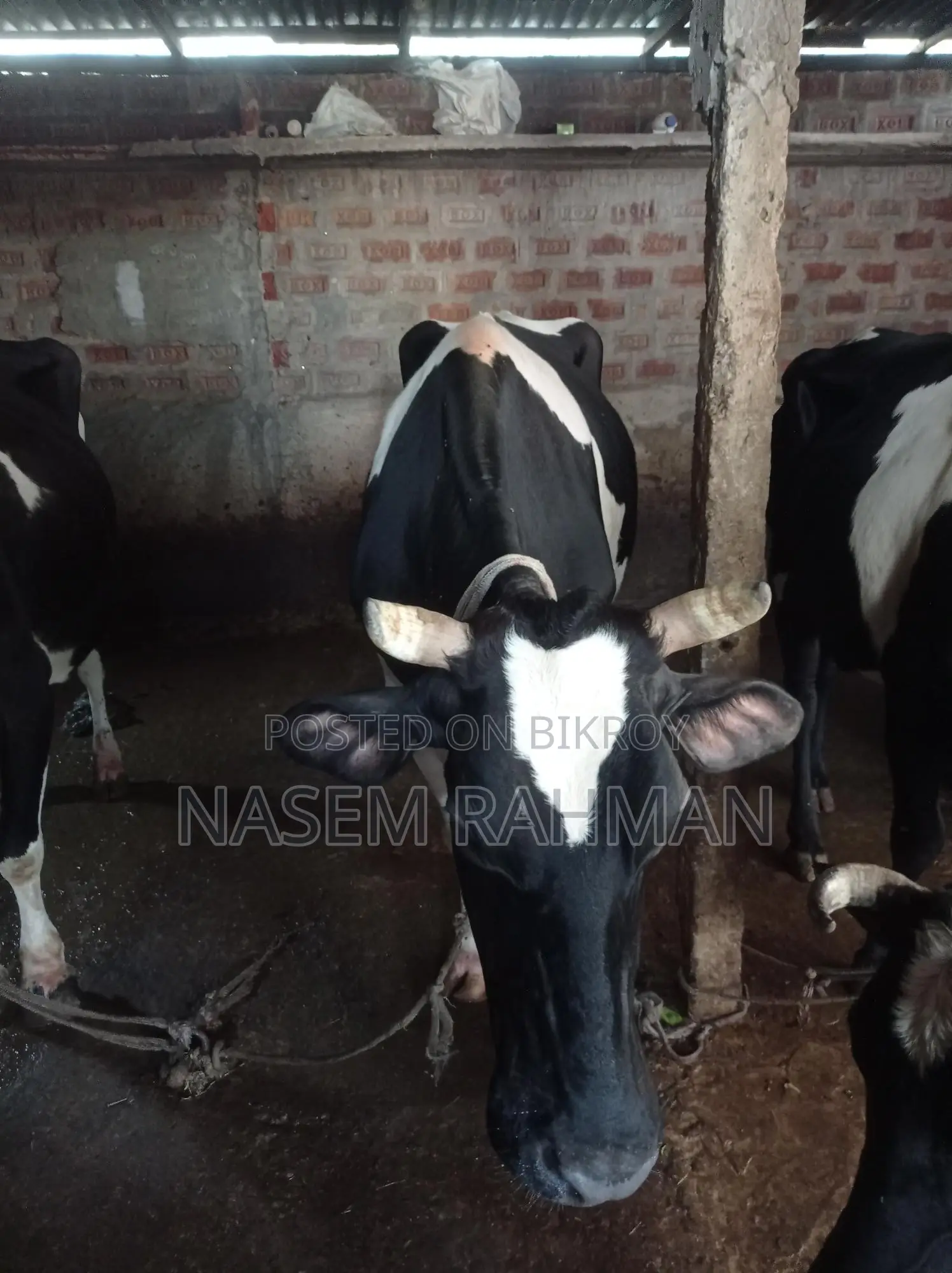 Cow for Sale - Produces 7kg Milk Daily