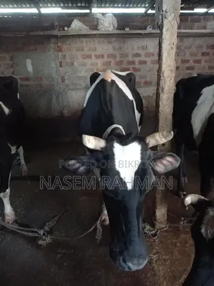 Cow for Sale - Produces 7kg Milk Daily
