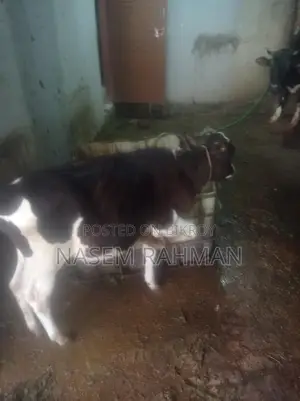 Cow for Sale - Produces 7kg Milk Daily