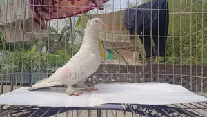 গিরিবাজ