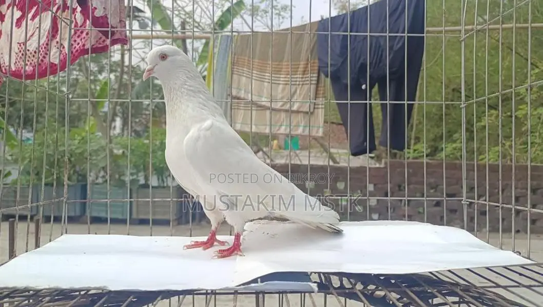 গিরিবাজ