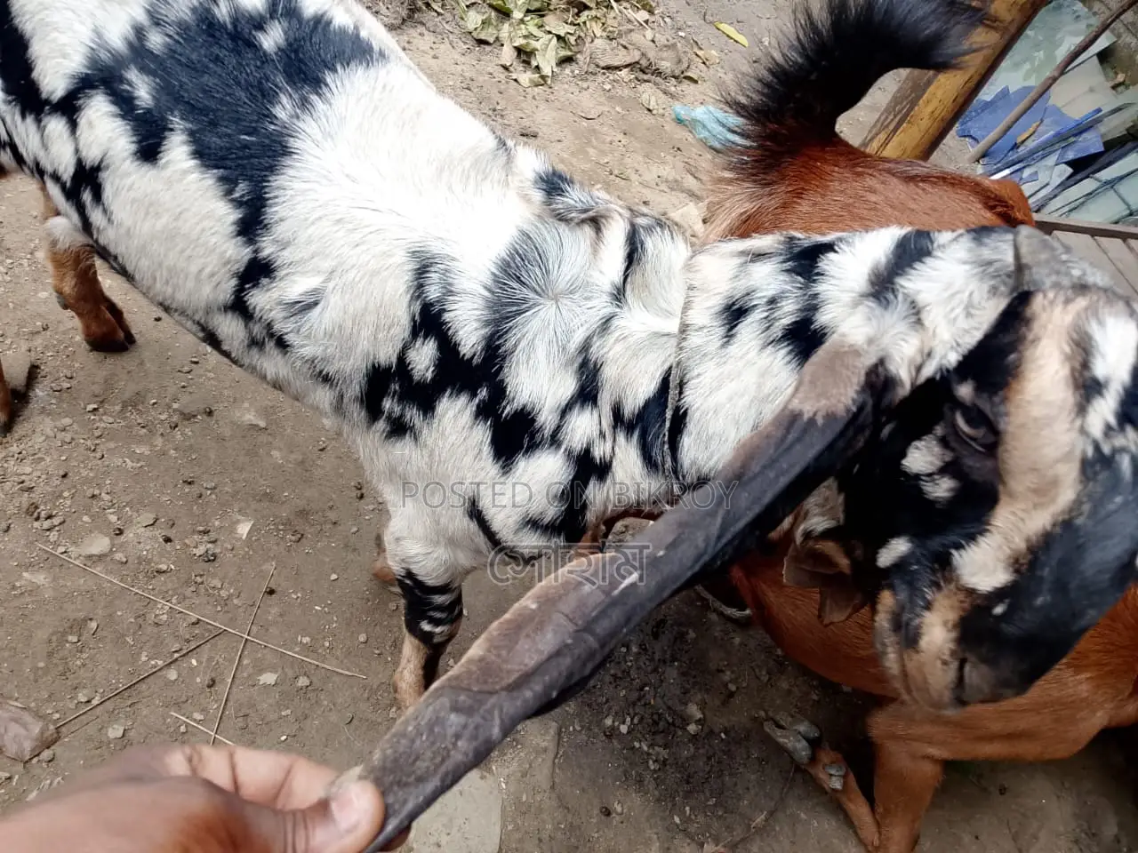 Haryana breed goat for sale