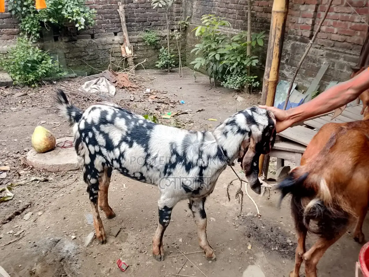 Haryana breed goat for sale