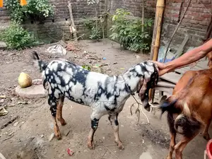 Haryana breed goat for sale