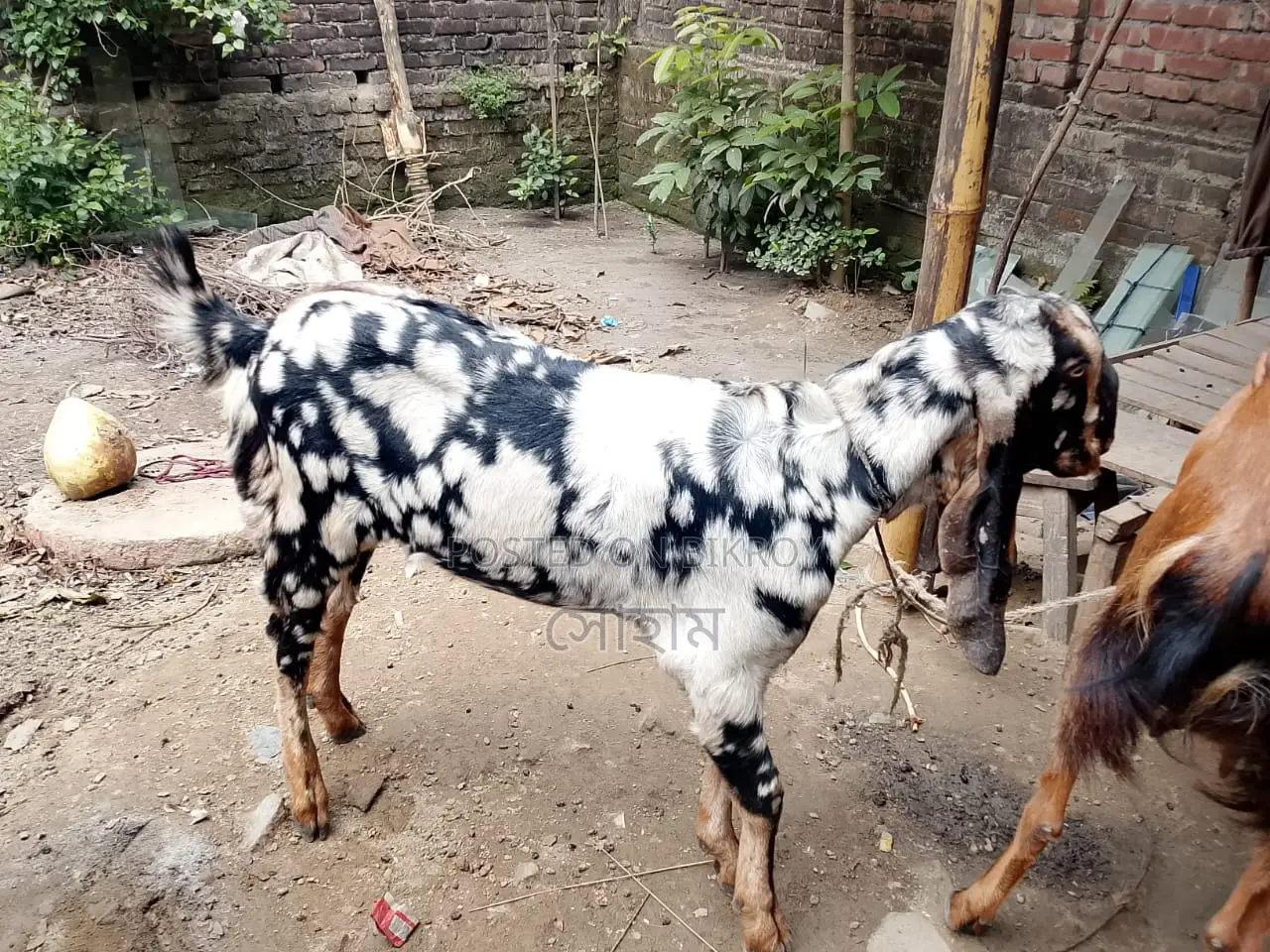 Haryana breed goat for sale