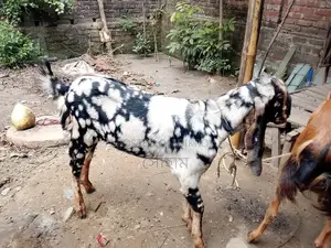 Haryana breed goat for sale