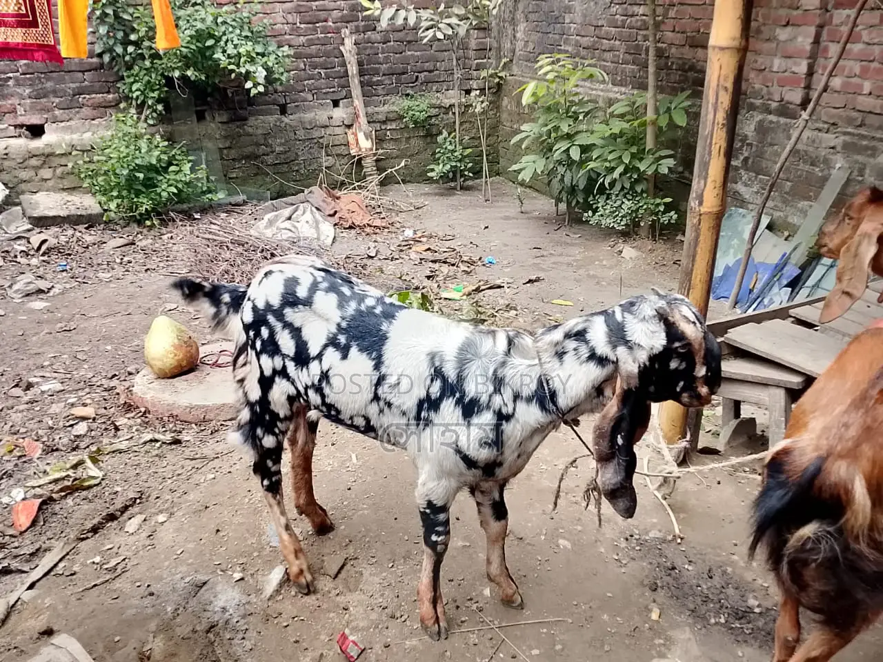 Haryana breed goat for sale