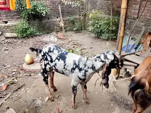 Haryana breed goat for sale