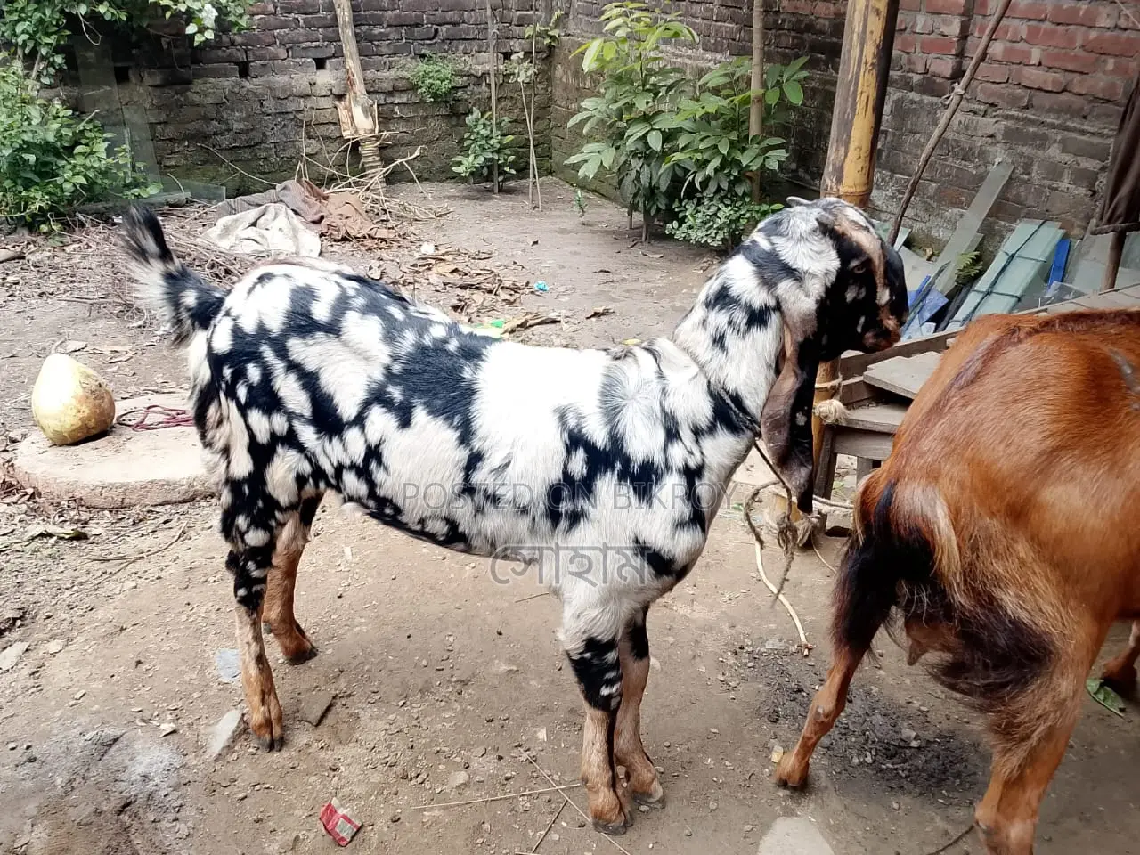 Haryana breed goat for sale