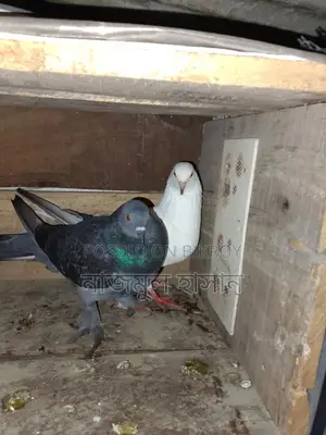গোলা কবুতর