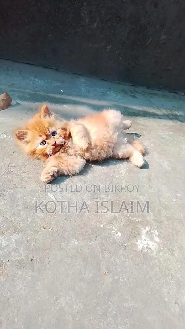 Patriot Cat
