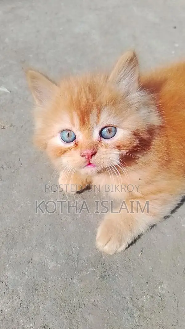 Patriot Cat