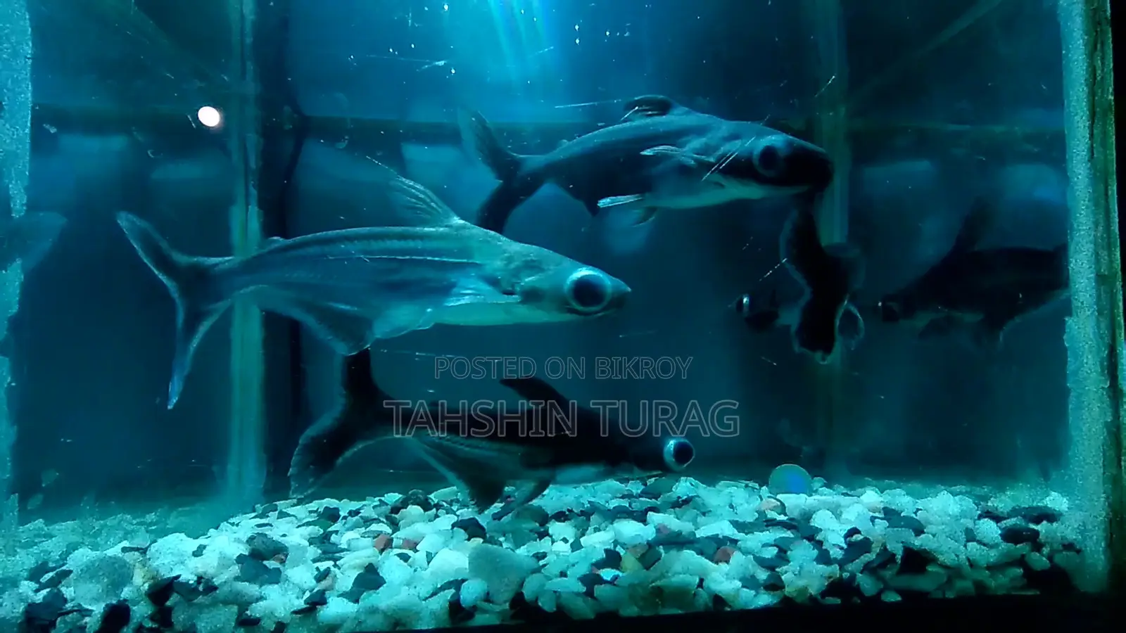 Tiger Shark for Sale!
