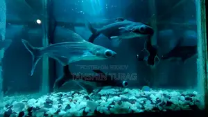 Tiger Shark for Sale!