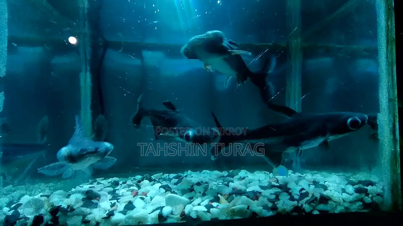 Tiger Shark for Sale!