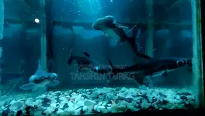 Tiger Shark for Sale!