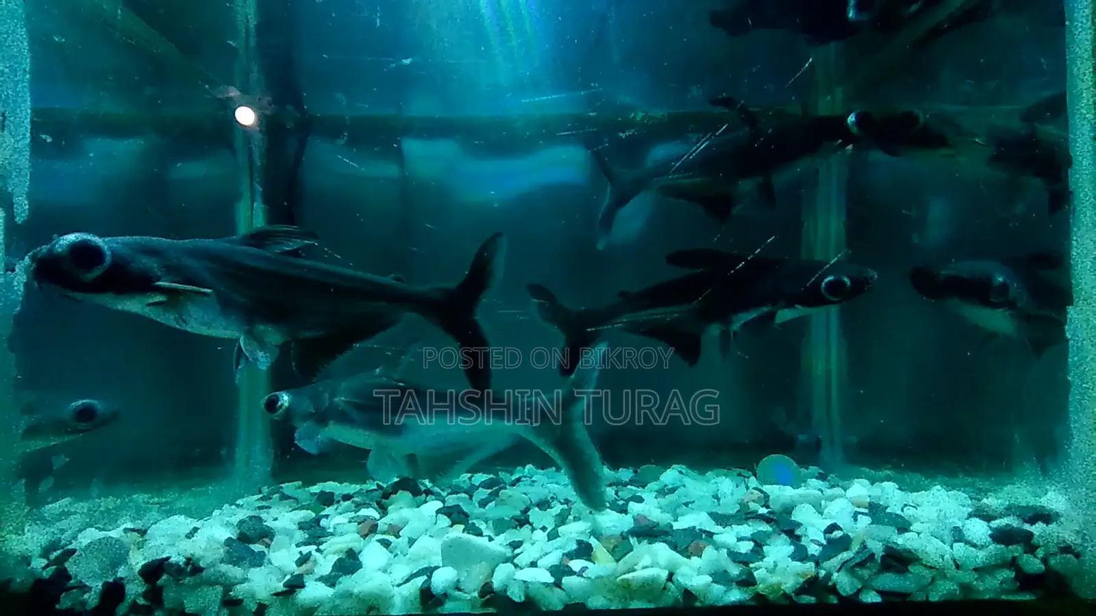 Tiger Shark for Sale!