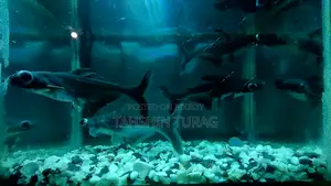 Tiger Shark for Sale!