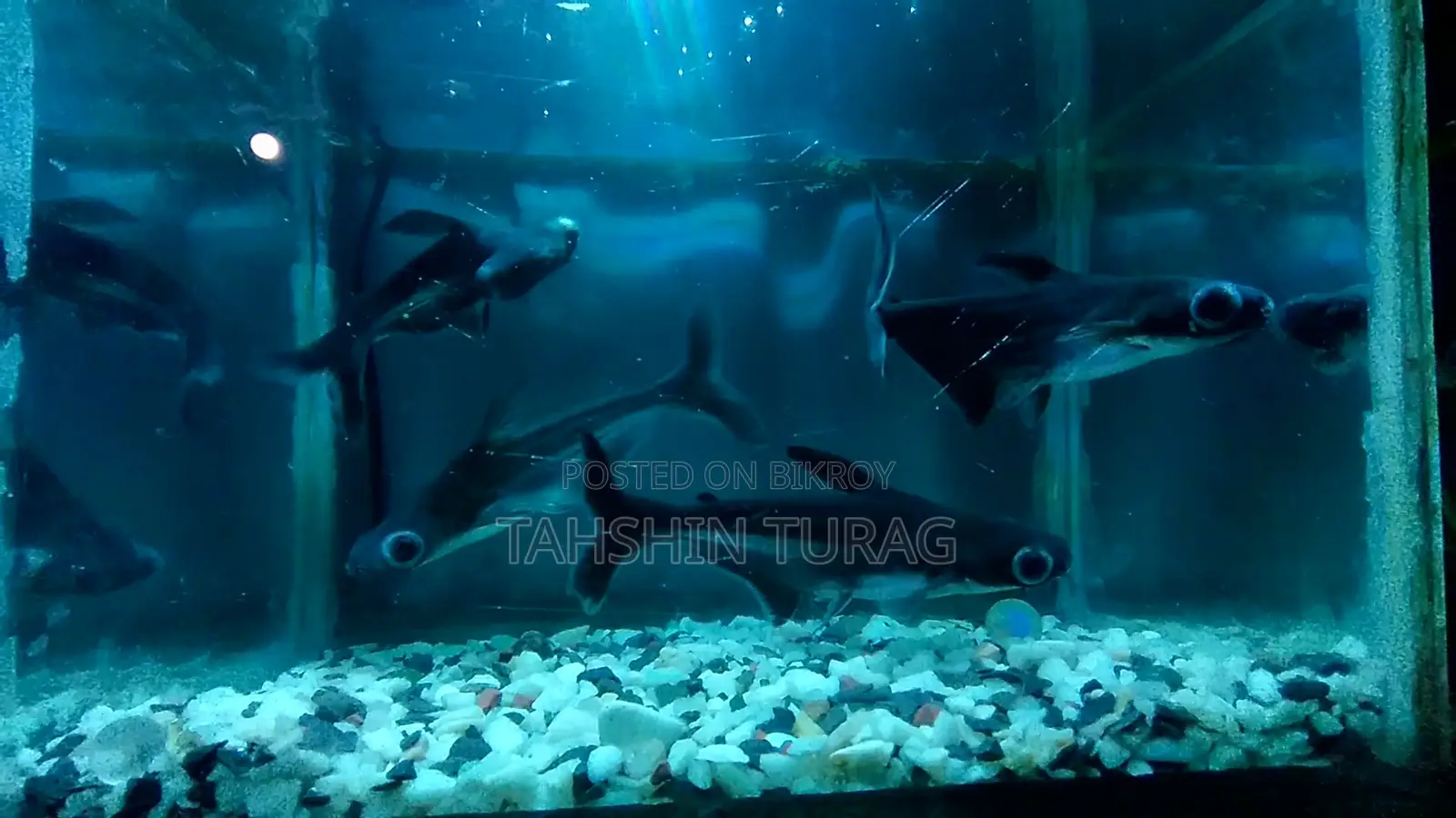 Tiger Shark for Sale!