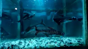 Tiger Shark for Sale!
