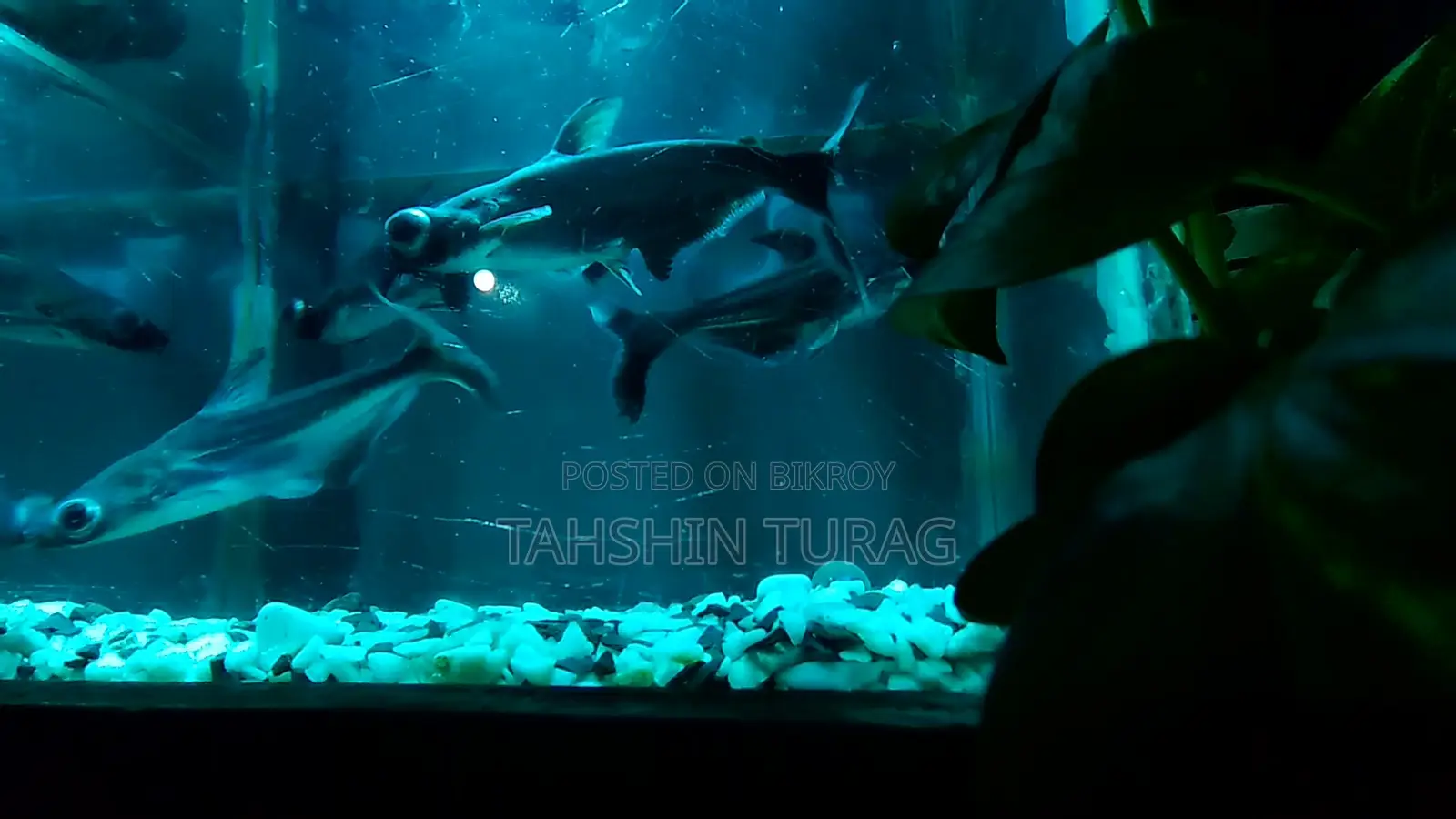 Tiger Shark for Sale!