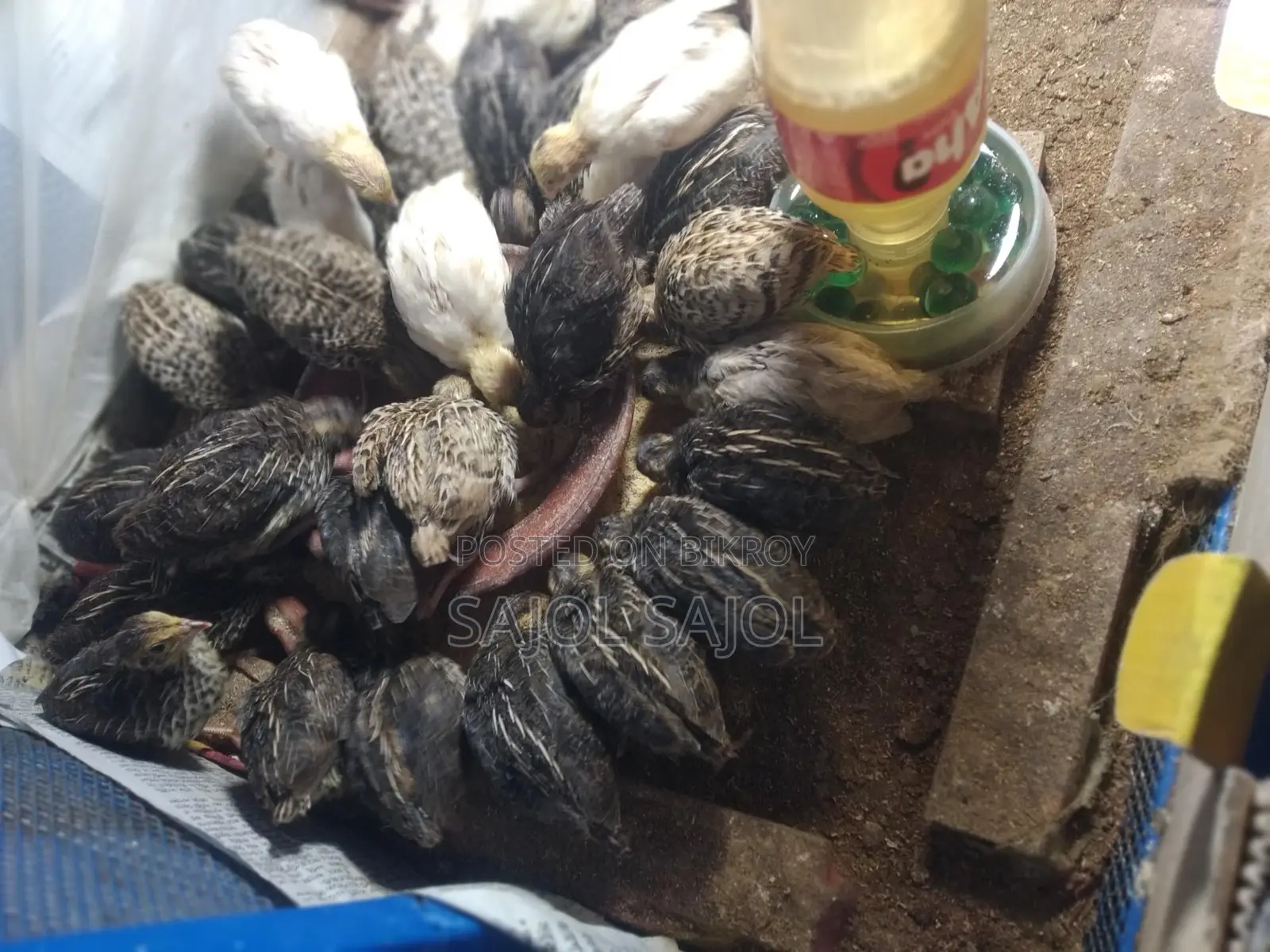 Quail chicks for sale.