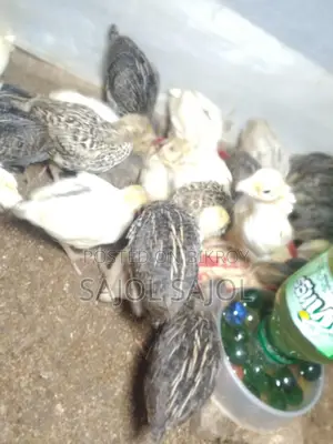 Quail chicks for sale.