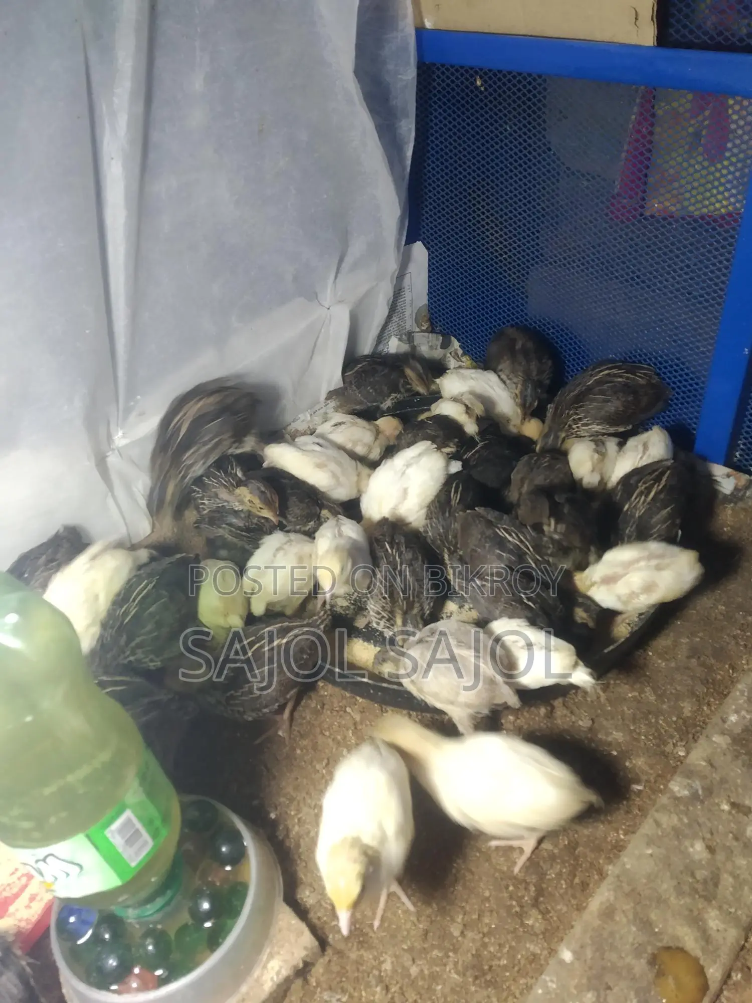 Quail chicks for sale.