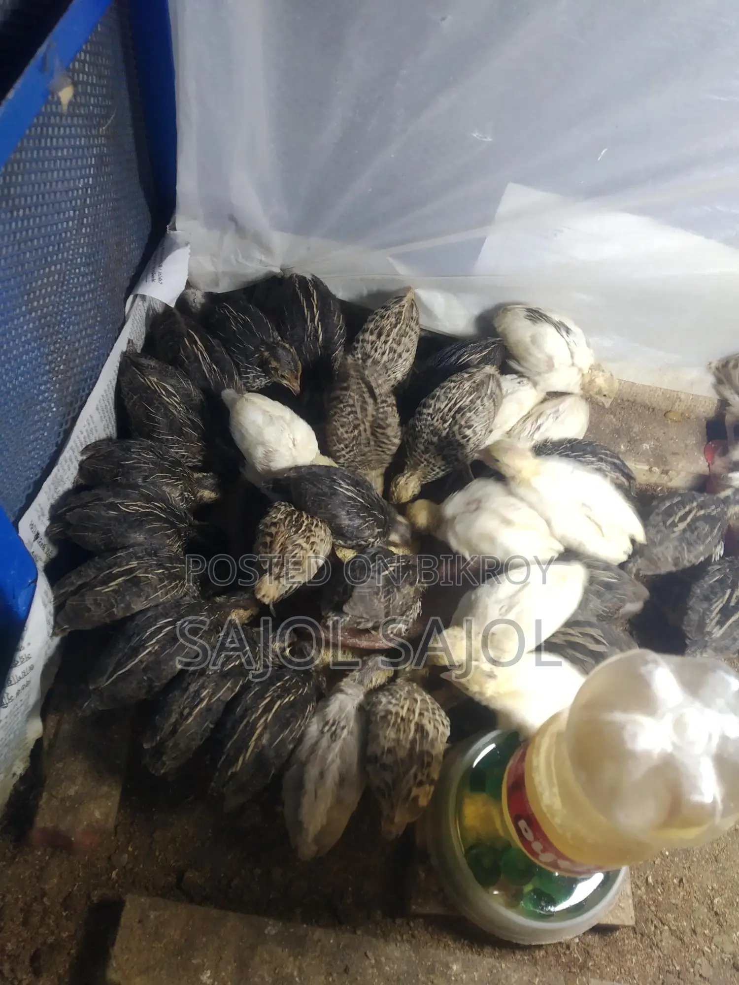 Quail chicks for sale.