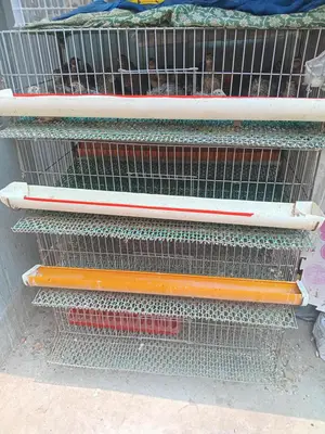 ১টি খাঁচা বিক্রি হবে
