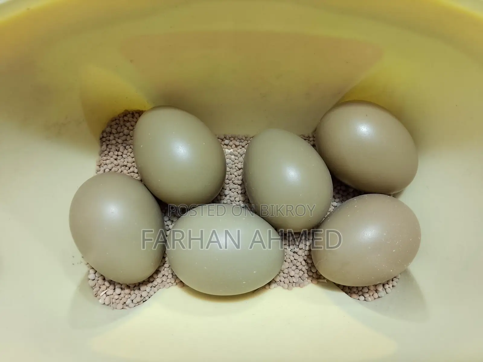 Pheasant Ringneck Bird Eggs